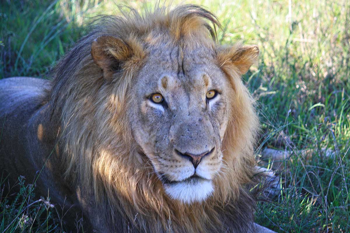 lion