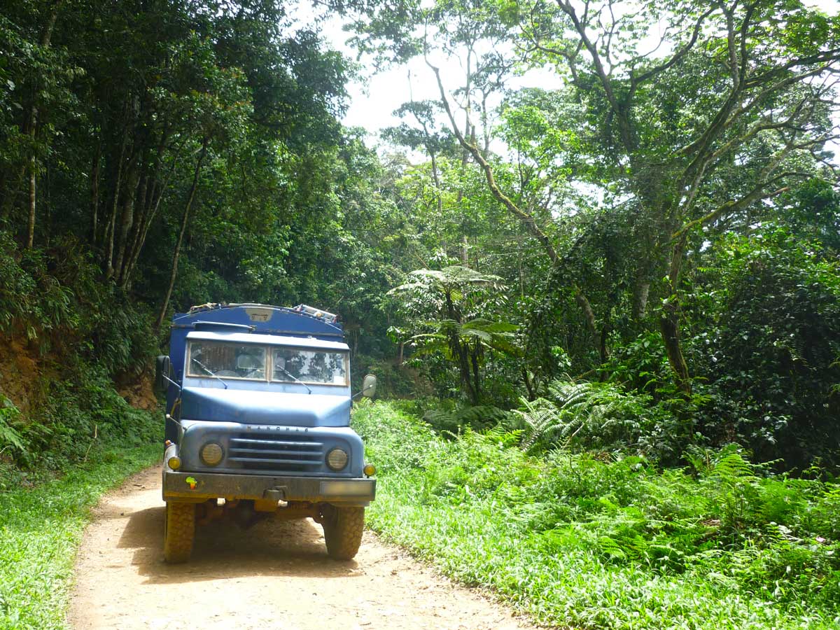 Biwindi-Rain-Forest Durch den Biwindi Regenwald in Uganda