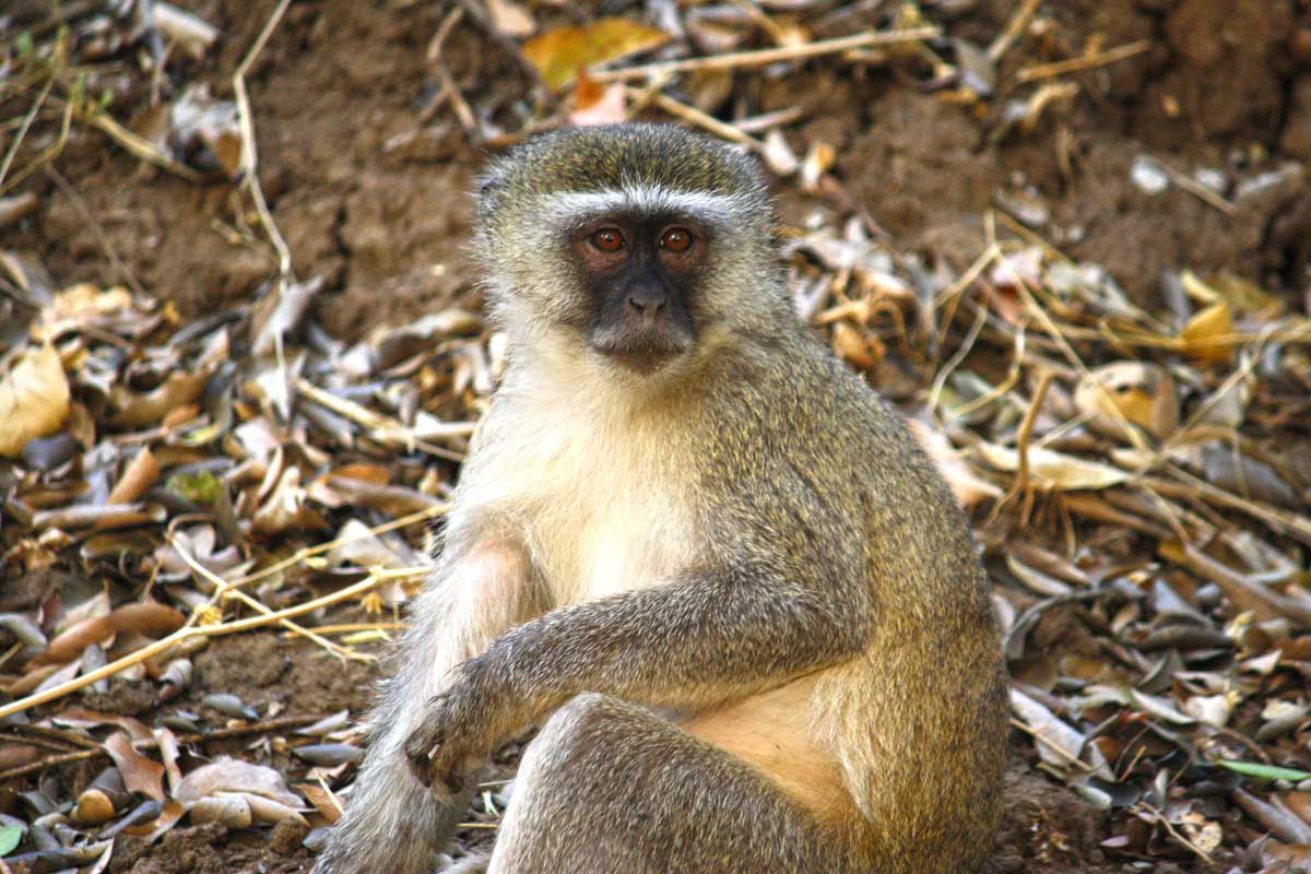 Vervet Monkey, Sambia