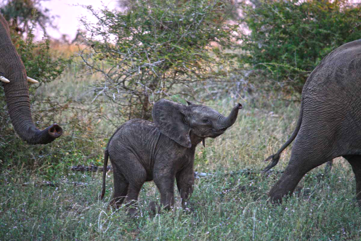 Baby Elephant