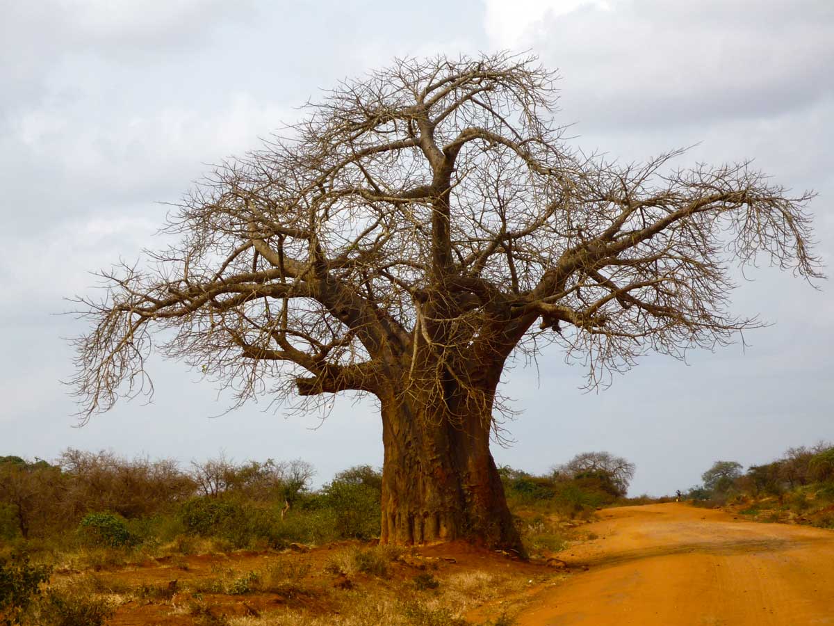 Baobab Baum in Kenia