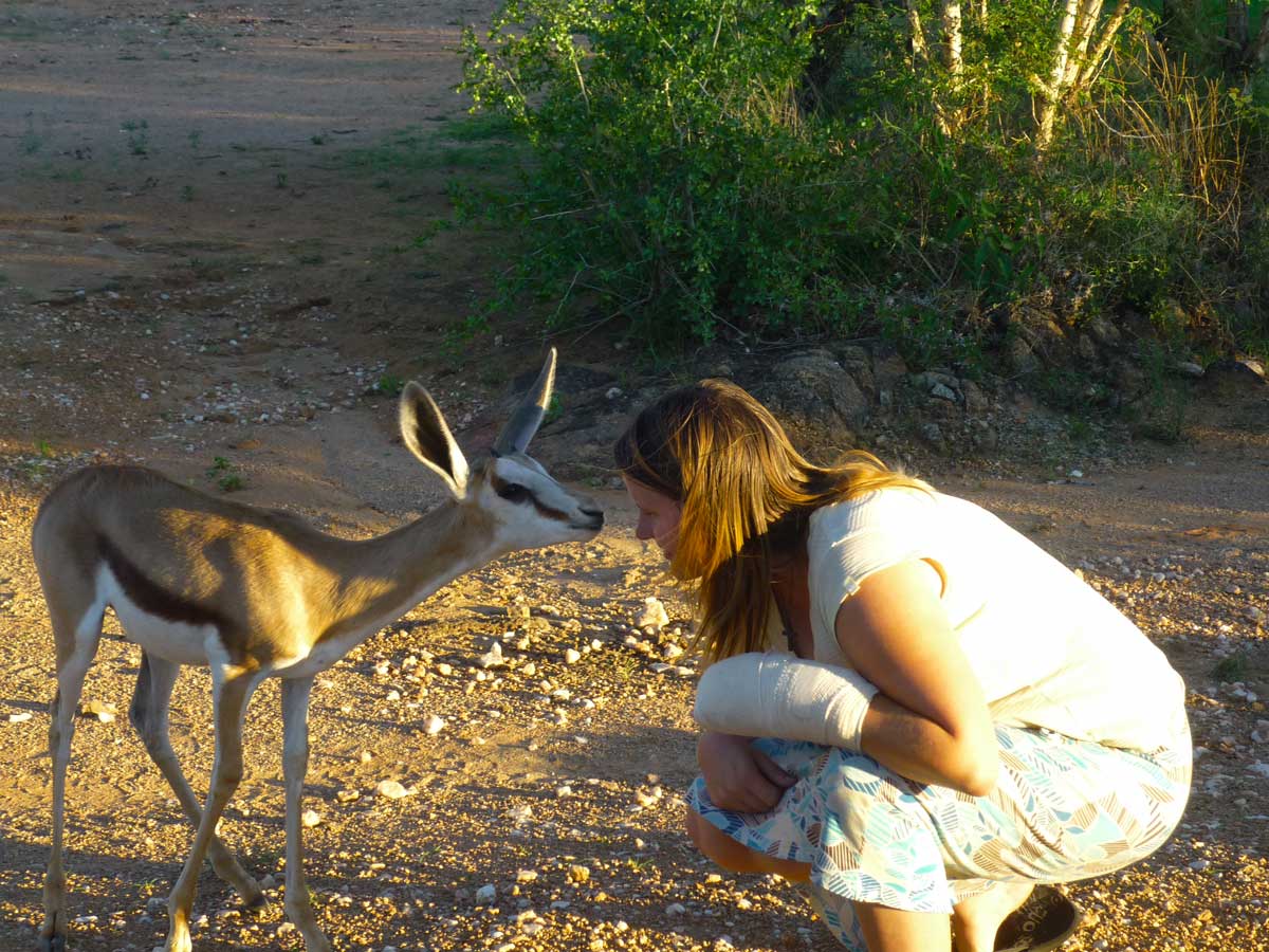 begegnungenmiteinemspringbock Begegnung mit einem Springbock in Namibia