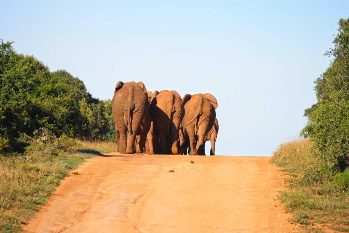 Elefanten auf der Strasse im Addo Elephant Park, Südafrika