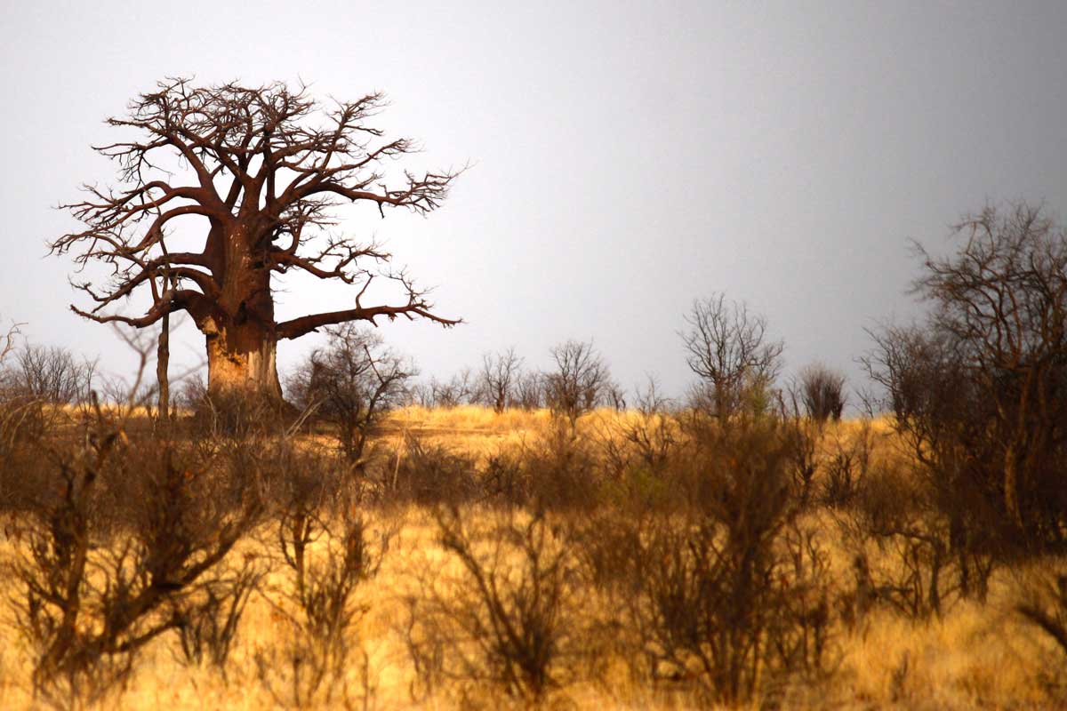 AUf der Hunters Road, entlang der Grenze zwischen Botswana und Simbabwe