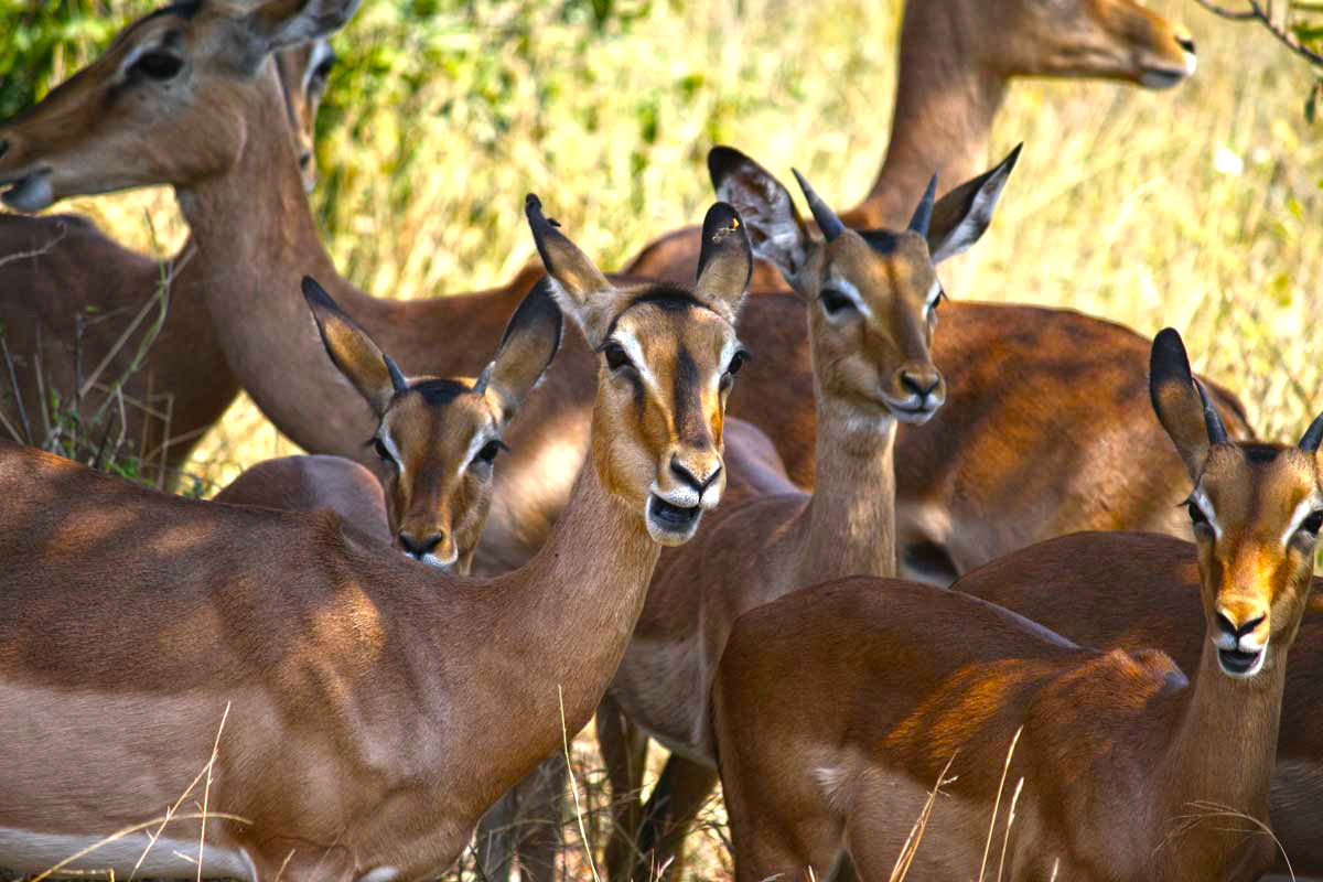 Fast Food - Impalas im Schatten