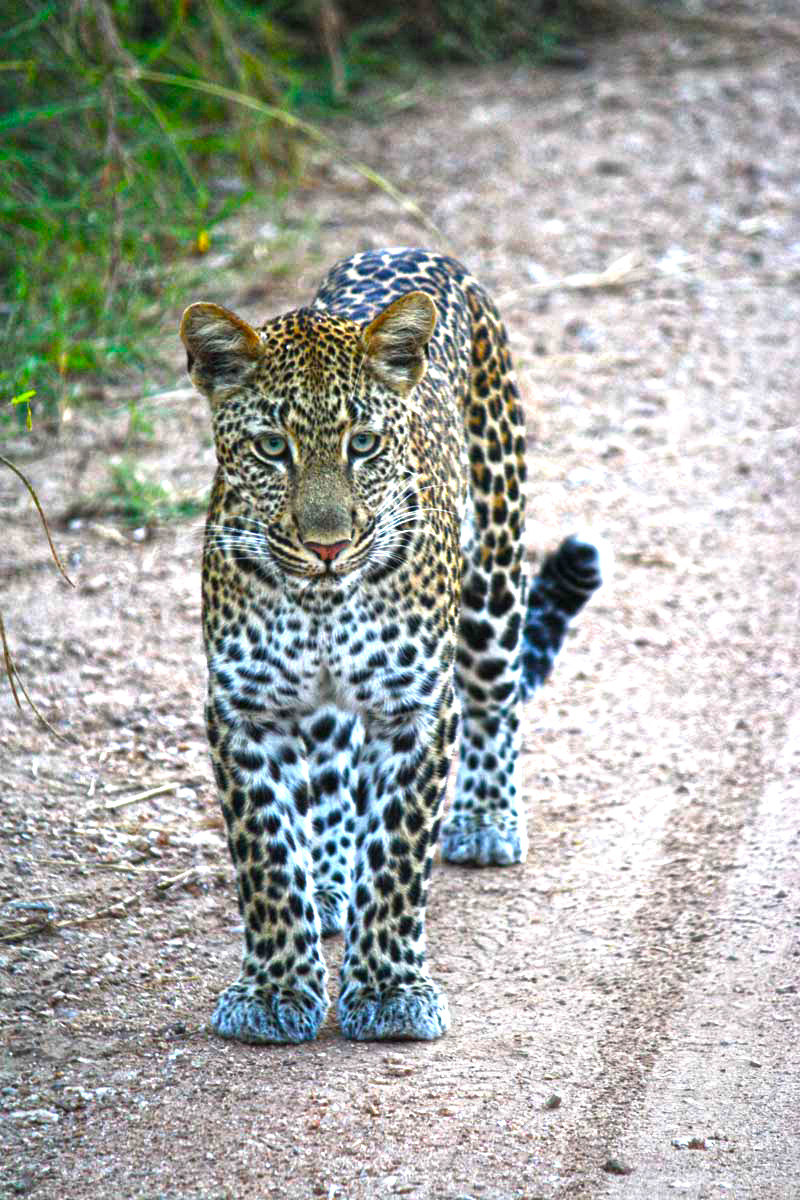 Junger Leopard im Kruger Nationalpark in Südafrika