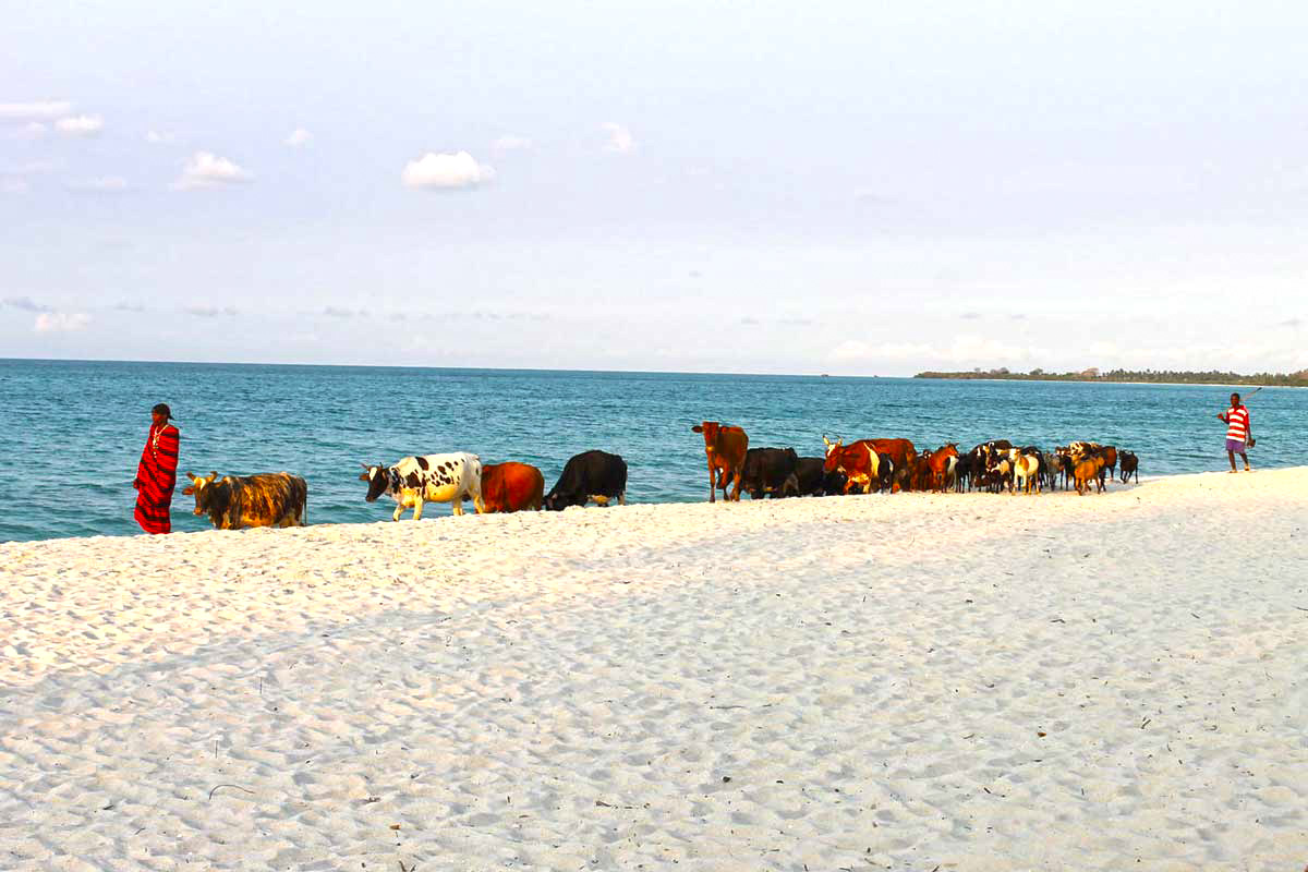 Kuhherde am Strand in Tansania