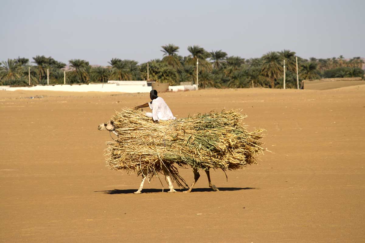 Kamele statt Lastenesel im Sudan