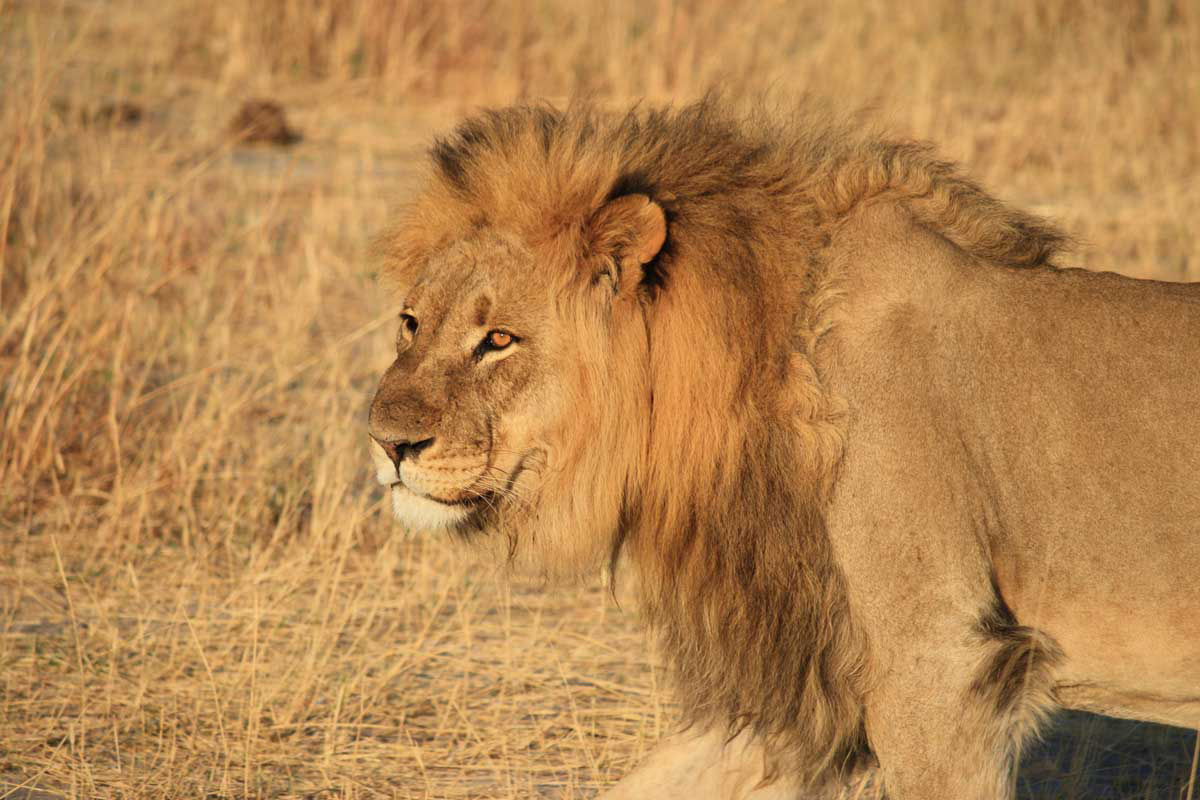 Löwe in Simbabwe, Hwange Nationalpark