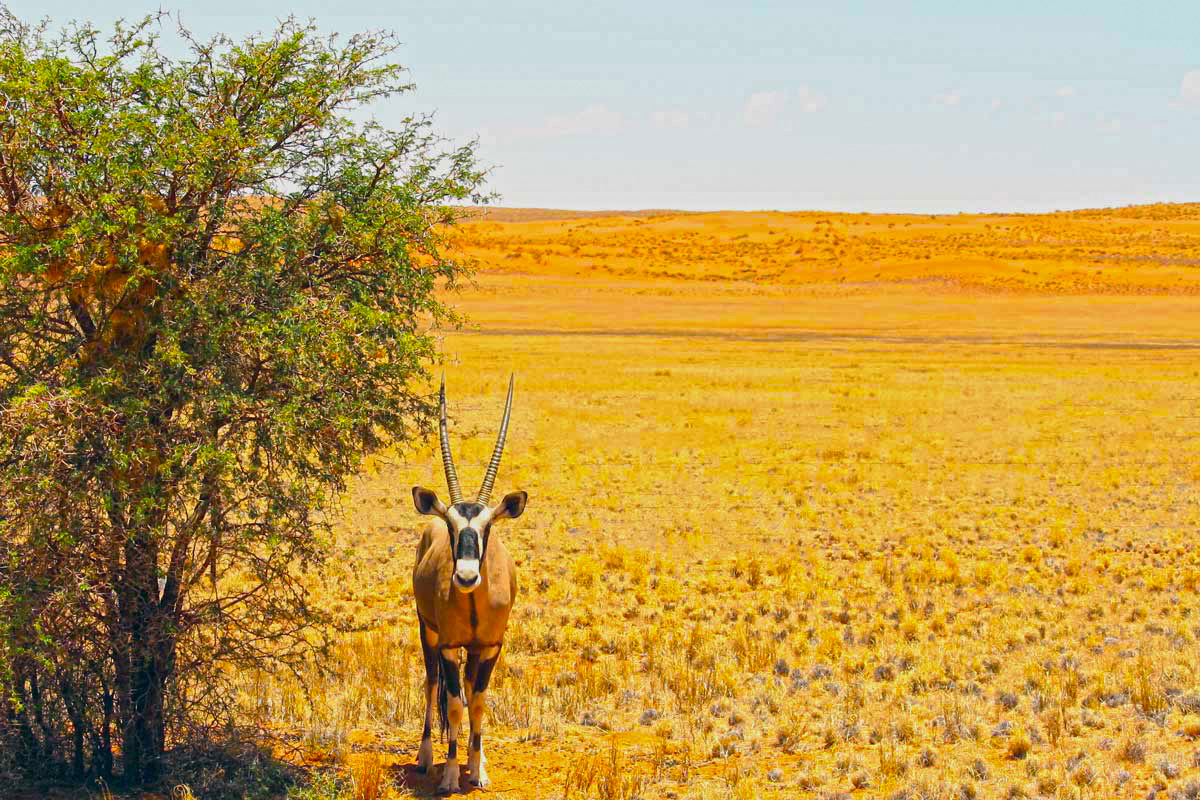 Oryx in Namibia