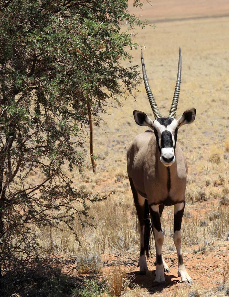 Oryx an der D707 in Namibia