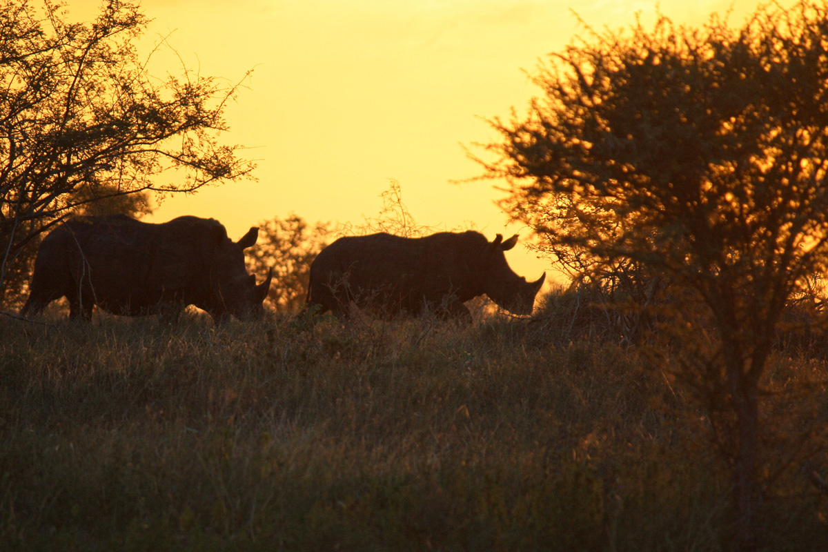 Nashörner im Sonnenuntergang  in Südafrika