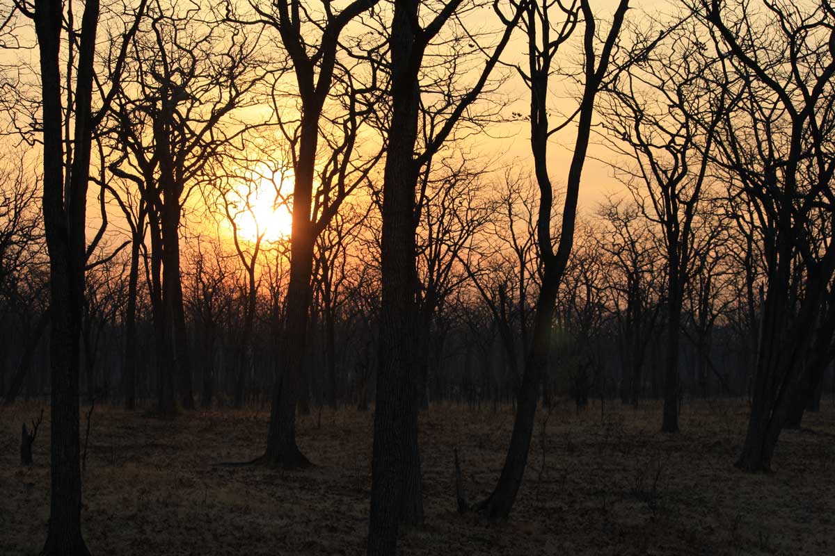 sonnenaufgang-sambia Sonnenaufgang am South Luangwa Nationalpark, Sambia
