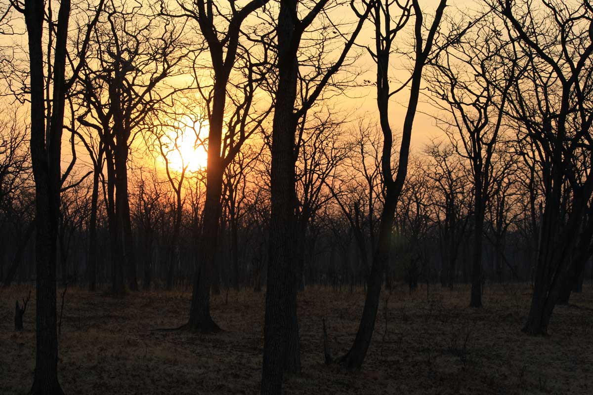 Sonnenaufgang am South Luangwa Nationalpark, Sambia