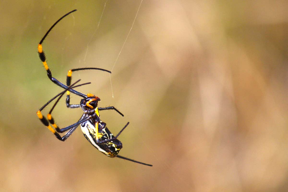 Spinne im Kruger Nationalpark