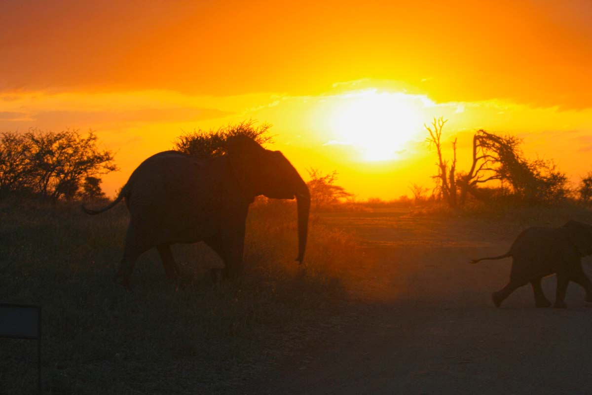 Elefanten im Sonnenuntergang, Krüger Nationalpark, Südafrika