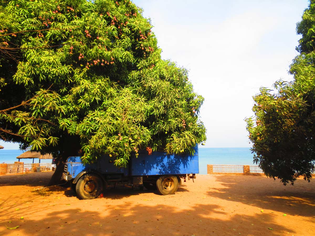 Riesiger Mangobaum in der Fat Monkey Lodge in Cape Maclear, Malawi