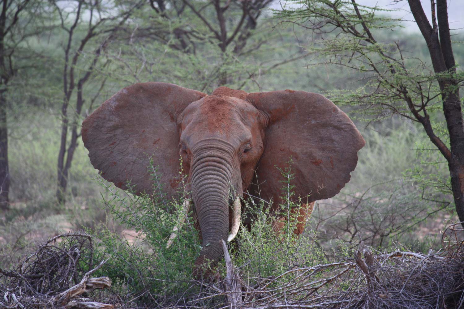 Elefant in Kenia am Strassenrand